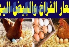 أسعار الفراخ وكرتونة البيض اليوم