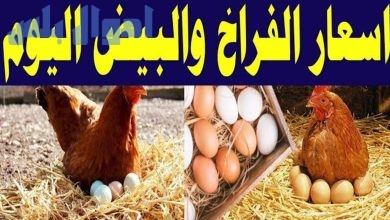 أسعار الفراخ وكرتونة البيض اليوم