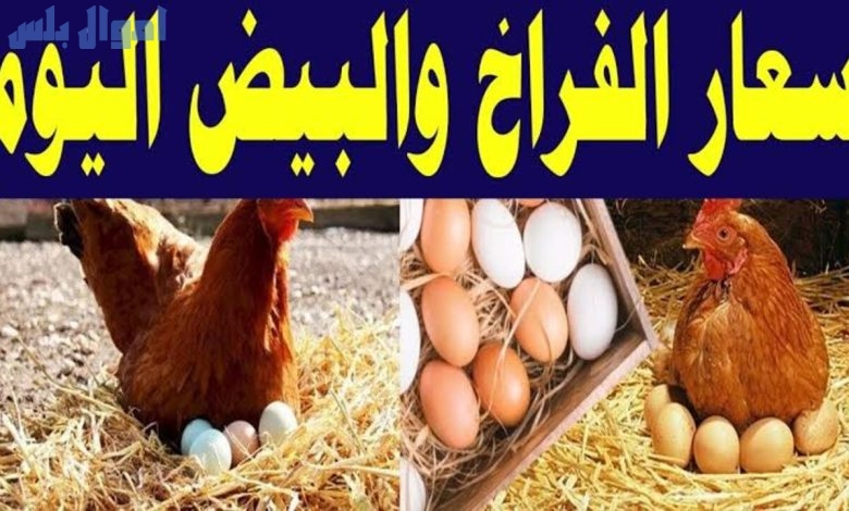 أسعار الفراخ وكرتونة البيض اليوم