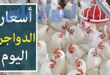 سعر الدواجن في البورصة