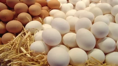 سعر البيض البلدي اليوم