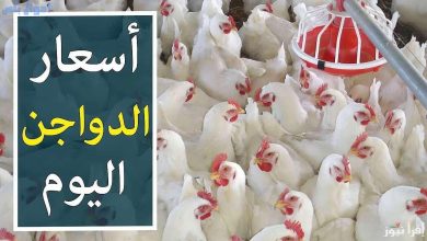 سعر الدواجن في البورصة