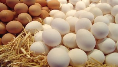 سعر كرتونة البيض الأحمر اليوم