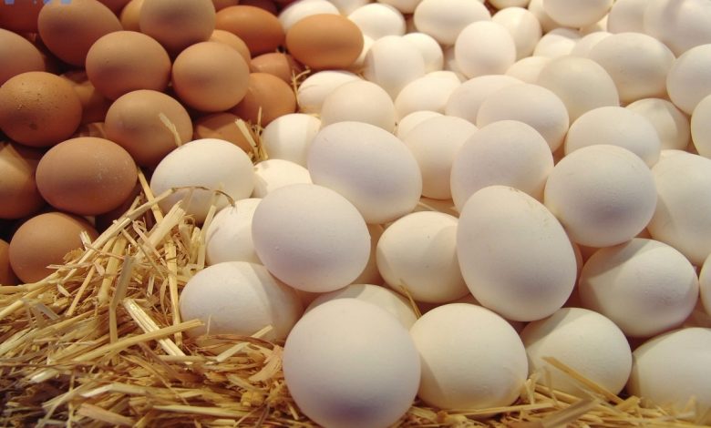 سعر كرتونة البيض الأحمر اليوم