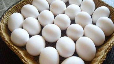 سعر كرتونة البيض اليوم