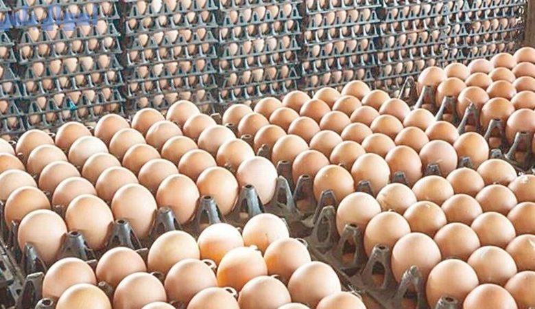 سعر كرتونة البيض اليوم