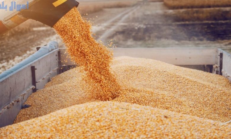 استيراد القمح