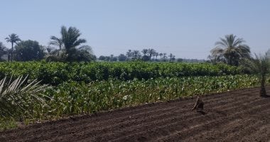 الإحصاء: النشاط الزراعى أكبر قطاع استقبالا للمشتغلين بالربع الأول من 2025