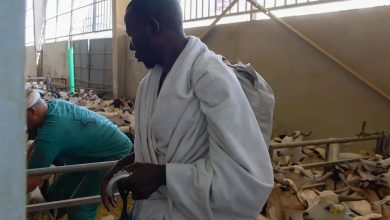 أضاحي يسجل رقم قياسي جديد بأكثر من 27 ألف نسك في الساعة الأولى