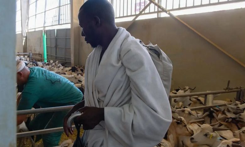 أضاحي يسجل رقم قياسي جديد بأكثر من 27 ألف نسك في الساعة الأولى