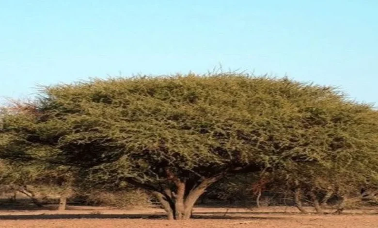 إنجاز سعودي في تطوير إنبات شجرة السمر ومواجهة تحديات الجفاف