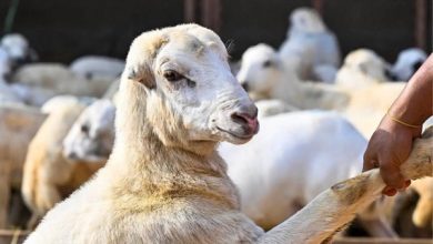البيئة تبدأ الخميس تطبيق ضوابط بيع المواشي الحية بالوزن الجديد