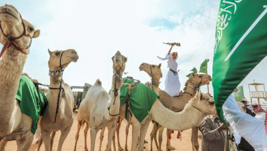 السعودية تعزز موروثها الوطني وتدعم اقتصادها مع 2.2 مليون رأس إبل