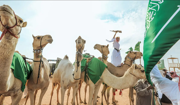 السعودية تعزز موروثها الوطني وتدعم اقتصادها مع 2.2 مليون رأس إبل