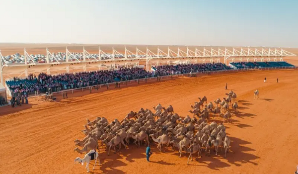 تأجيل قرار زيادة عدد متون شلفا ولي العهد بمهرجان الإبل لعام 2023