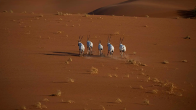 عروق بني معارض تتألق ضمن القائمة الخضراء لحماية الطبيعة العالمية