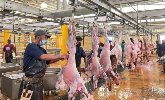 مسالخ نجران تستقبل اكثر من 6500 اضحية خلال عيد الاضحى والتشريق
