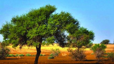 ولادة جديدة لشجرة الاكاسيا في محمية سعودية تعزز التوازن البيئي