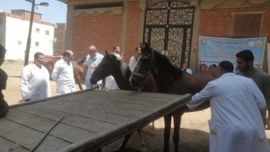 إطلاق 214 قافلة بيطرية مجانية في 176 قرية خلال يونيو الماضي
وزارة الزراعة تعلن عن تنظيم 214 قافلة بيطرية مجانية في يونيو
214 قافلة بيطرية مجانية تُطلقها "الزراعة" في 176 قرية في يونيو