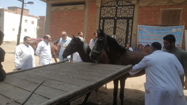 إطلاق 214 قافلة بيطرية مجانية في 176 قرية خلال يونيو الماضي
وزارة الزراعة تعلن عن تنظيم 214 قافلة بيطرية مجانية في يونيو
214 قافلة بيطرية مجانية تُطلقها "الزراعة" في 176 قرية في يونيو