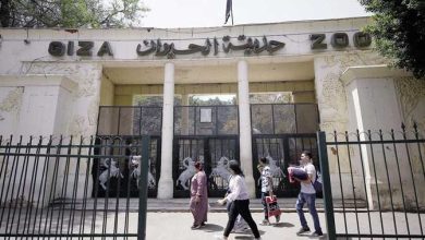 افتتاح حديقة الحيوان بالجيزة في موعدها الجديد
تجديد حديقة الحيوان في الجيزة ينتظر الموعد الرسمي
موعد الافتتاح النهائي لحديقة الحيوان بالجيزة يثير الحماس
بثوبها الجديد، حديقة الحيوان في الجيزة تعلن موعد افتتاحها