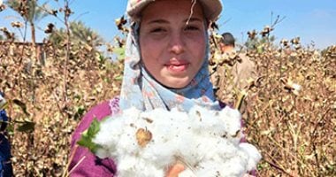 الفيوم تستعد لبدء جنى "الذهب الأبيض" في الأول من أغسطس