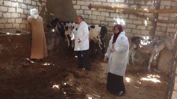 تحصين 824 ألف رأس ماشية في أسبوع الحملة القومية للزراعة
وزارة الزراعة تكشف عن تحصين 824 ألف رأس من الماشية
824 ألف رأس ماشية تم تحصينها خلال الأسبوع الأول من الحملة القومية