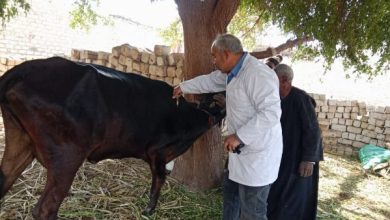 تعويضات كاملة.. مزايا التأمين على الماشية تكشفها نقابة الفلاحين
توجهوا الآن.. الفلاحون يبرزون أهمية التأمين على الحيوان
نقابة الفلاحين تنصح مربي الماشية بالتأمين لحماية ممتلكاتهم