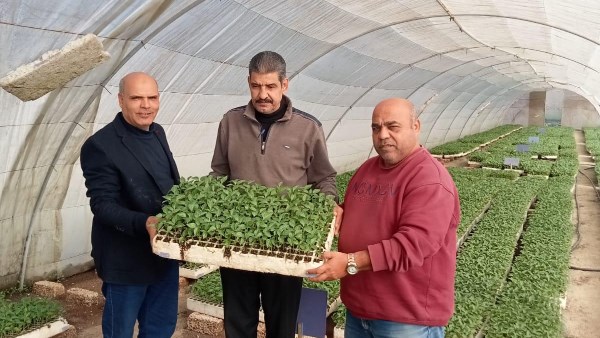 تقرير زراعي: تصدير 1.2 مليون شتلة فراولة و343 ألف فاكهة