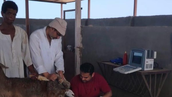 تقنية السونار تعزز إنتاج الثروة الحيوانية في حلايب وشلاتين
محطة بحوث حلايب تدشن استخدام السونار لزيادة إنتاجية الثروة الحيوانية
بحوث الصحراء تتبنى تقنية السونار لتحسين إنتاجية الثروة الحيوانية
دراسة ميدانية باستخدام السونار لتعزيز الثروة الحيوانية في حلايب وشلاتين