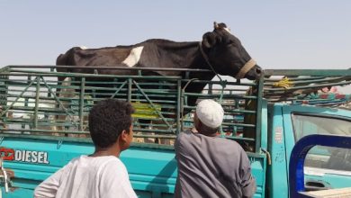 جهود وزارة الزراعة: فحص 165 ألف رأس و53 ألف طائر في 400 قرية خلال يونيو