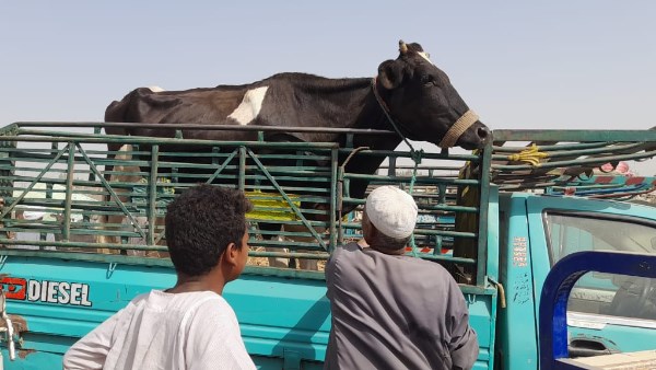 جهود وزارة الزراعة: فحص 165 ألف رأس و53 ألف طائر في 400 قرية خلال يونيو