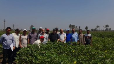 حقول القطن الجديدة تحقق نتائج ممتازة