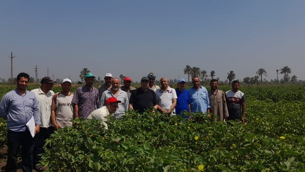 حقول القطن الجديدة تحقق نتائج ممتازة