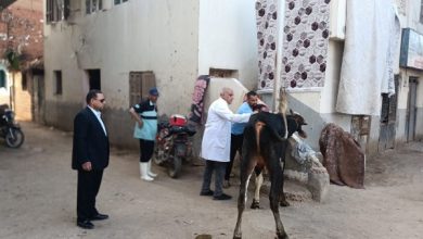 حملة قومية لتحصين الماشية ضد الحمى القلاعية والوادي المتصدع تطلقها الزراعة
