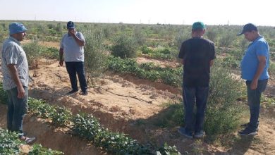خبراء بحوث الصحراء يعززون دعم مزارعي سيناء بجولات ميدانية مكثفة