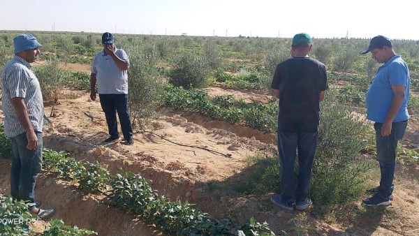 خبراء بحوث الصحراء يعززون دعم مزارعي سيناء بجولات ميدانية مكثفة