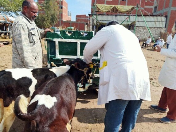 دعوة للتعاون من الخدمات البيطرية للمربين في جميع المحافظات