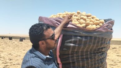 زراعة البطاطس: فحص 1.3 مليون طن للتصدير