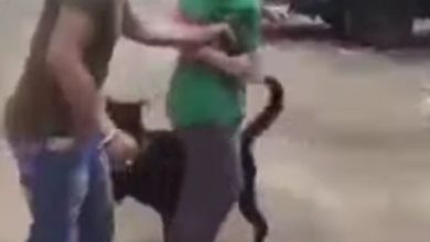 شباب يعتدون على معاق بإطلاق كلب شرس عليه