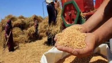 مصر تتصدر عالميًا في إنتاج القمح بمعدل 10 ملايين طن سنويًا