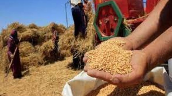 مصر تتصدر عالميًا في إنتاج القمح بمعدل 10 ملايين طن سنويًا