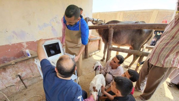 نجاح وزارة الزراعة في تلقيح 35 ألف رأس ماشية بالطرق الاصطناعية