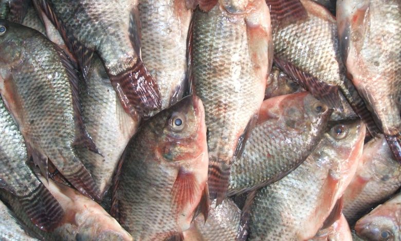 أسعار الأسماك اليوم الثلاثاء: البلطي يُسجل 82 جنيها