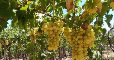العنب يحتل المركز الخامس بين الصادرات الزراعية المصرية