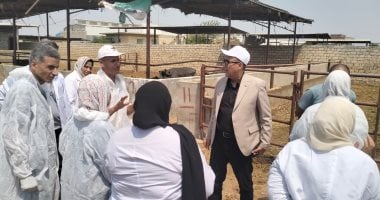 بدء حملة لتحصين شاملة السبت المقبل لحماية الماشية من الحمى القلاعية