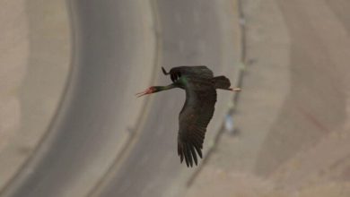 مرصد طيور الجلالة يبرز كوجهة رئيسية للطيور المهاجرة ودعماً للتوازن بين البيئة الحضرية ونمط حياة البشر