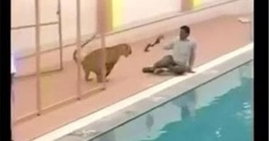 نهش رقبته.. نمر يهرب من قفص ويهاجم إسرائيلى فى حديقة حيوان بالقدس